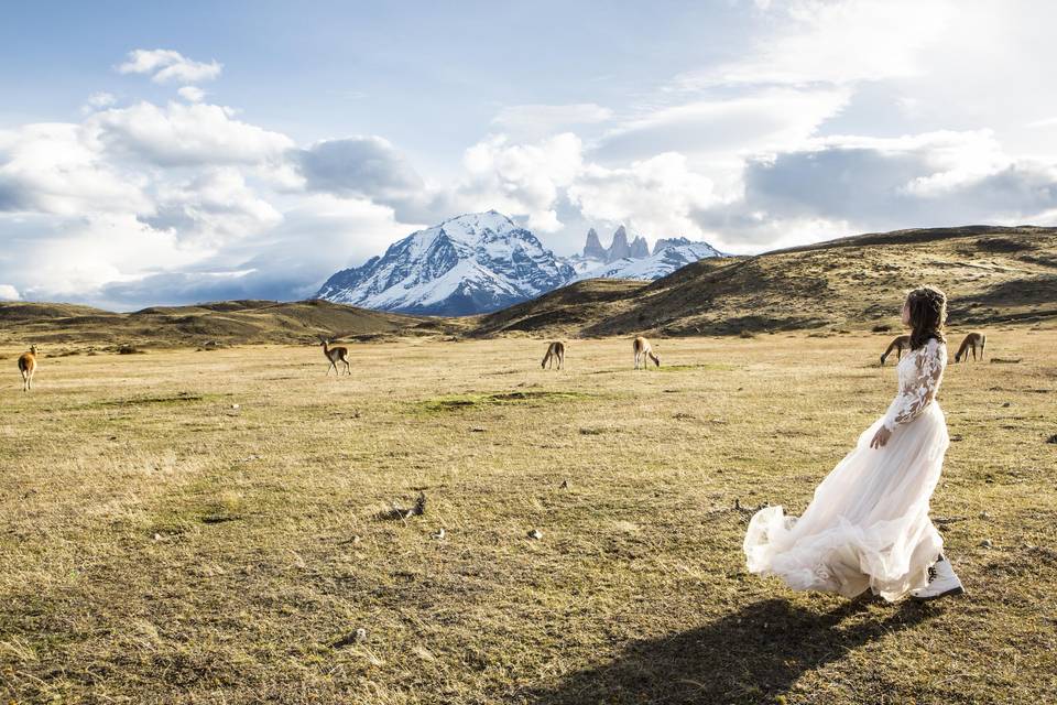 Guanacos y Las Torres