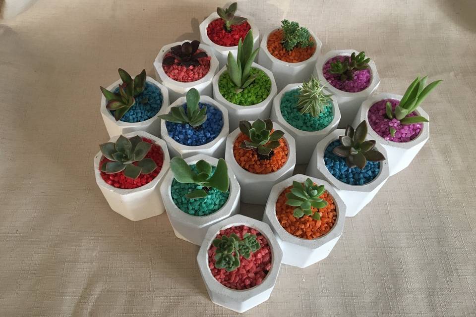 Maceteros cactus y suculentas