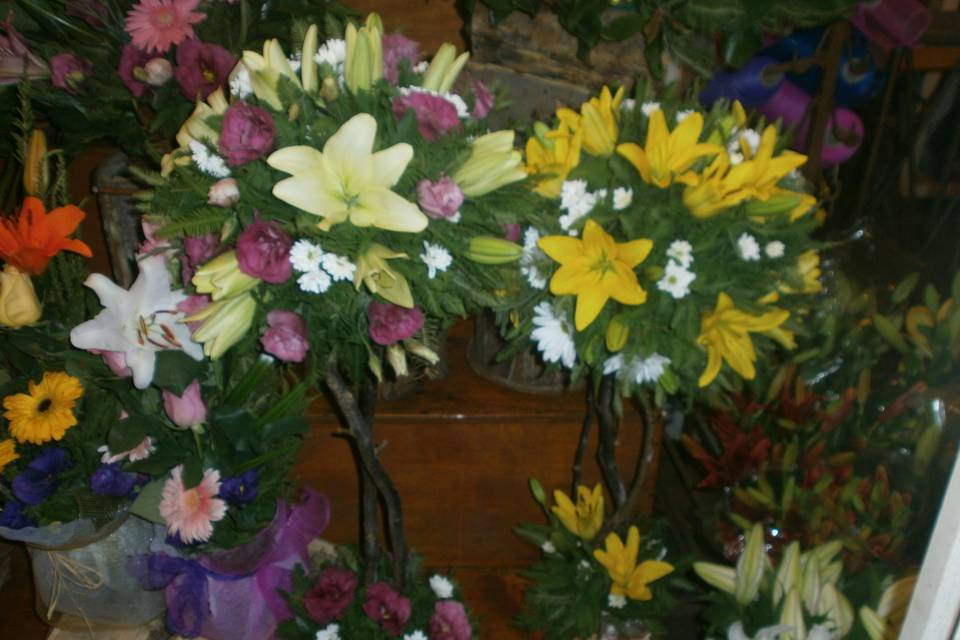 Flores Cabrera