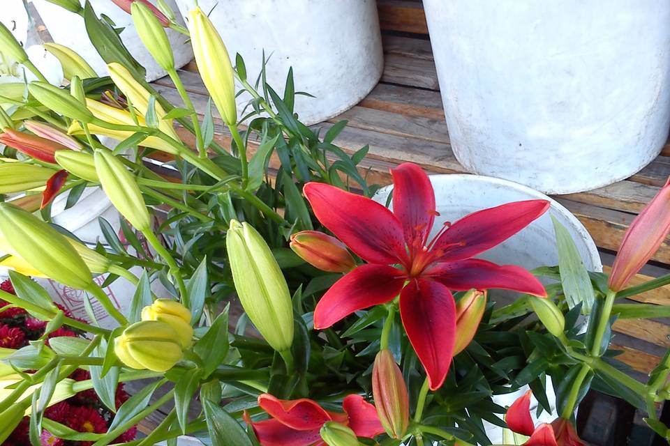 Lilium asiatico rojos