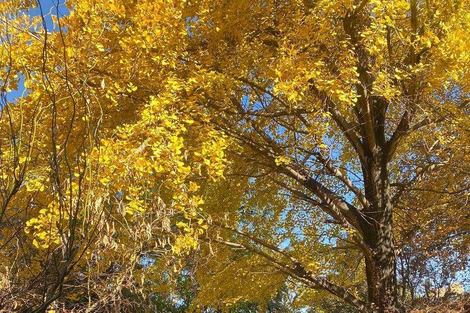 El otoño en Rita