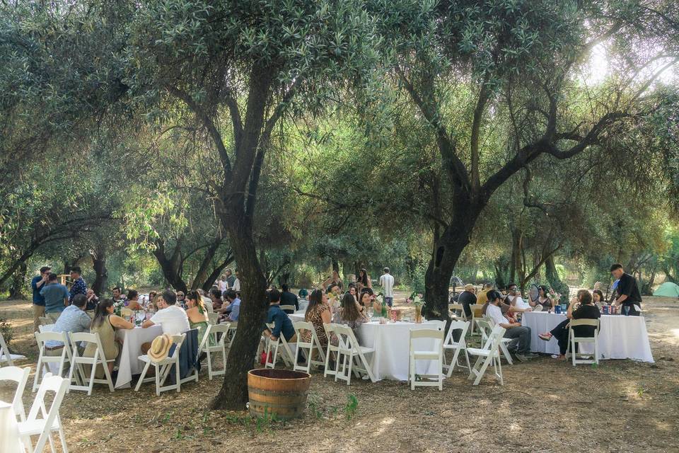 Matrimonio en olivar