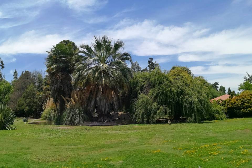 Vista a los árboles y la lagun