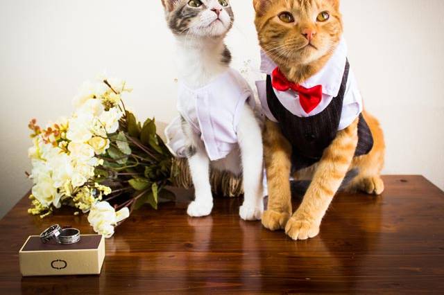 Matrimonio de Gatos