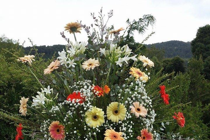 Pedeltal gerberas