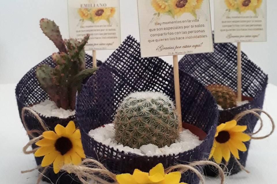 Kadú Cactus y Suculentas
