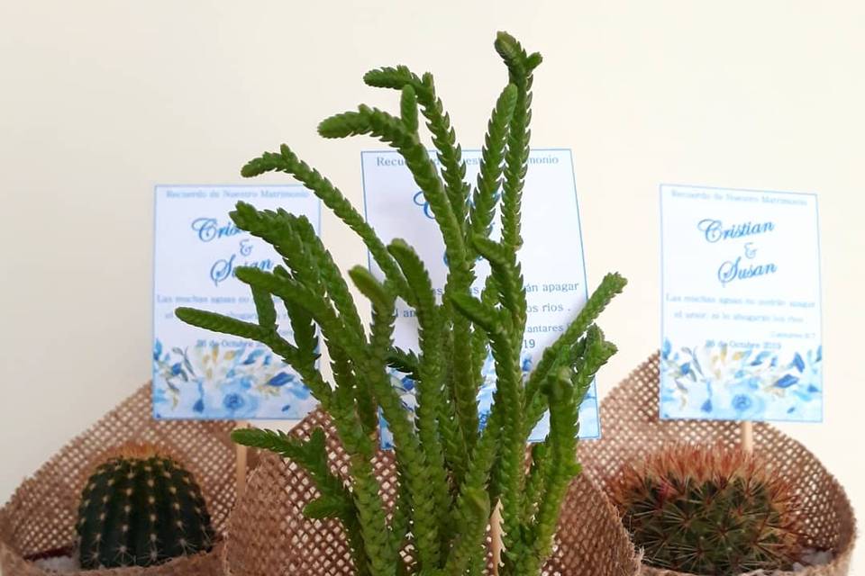 Kadú Cactus y Suculentas