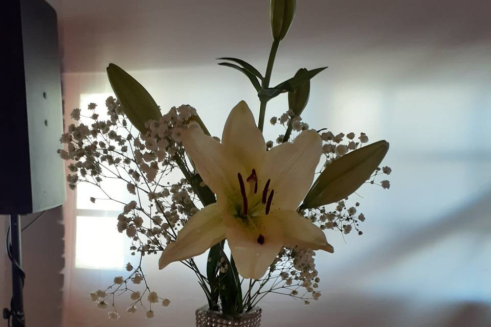 Lilium