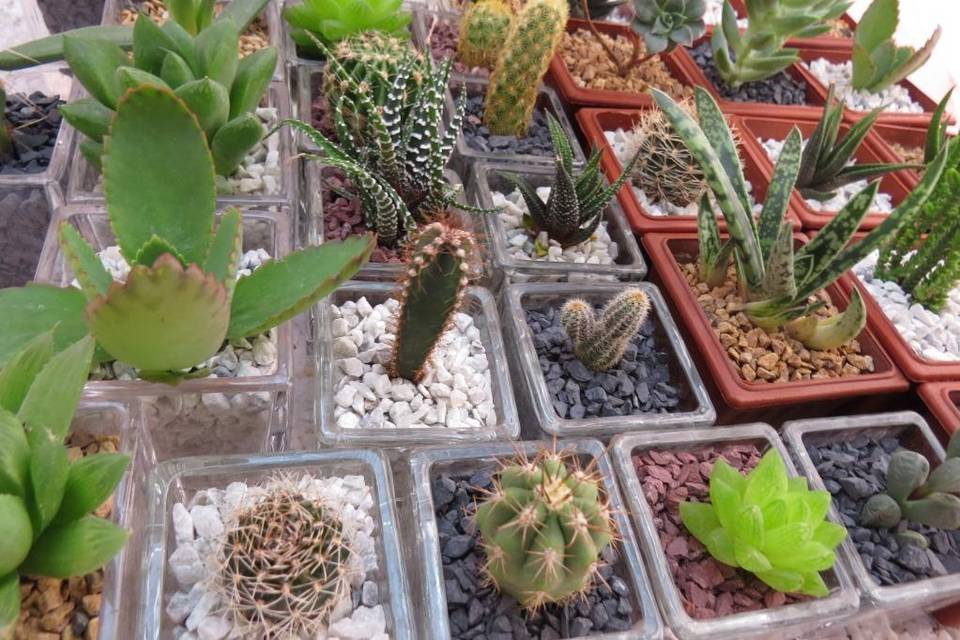 Cactus 1 y 2 años