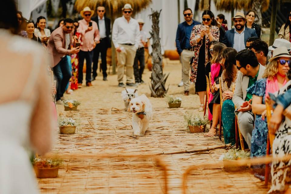 Perritos