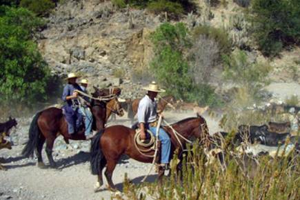 Tour Valle de Elqui