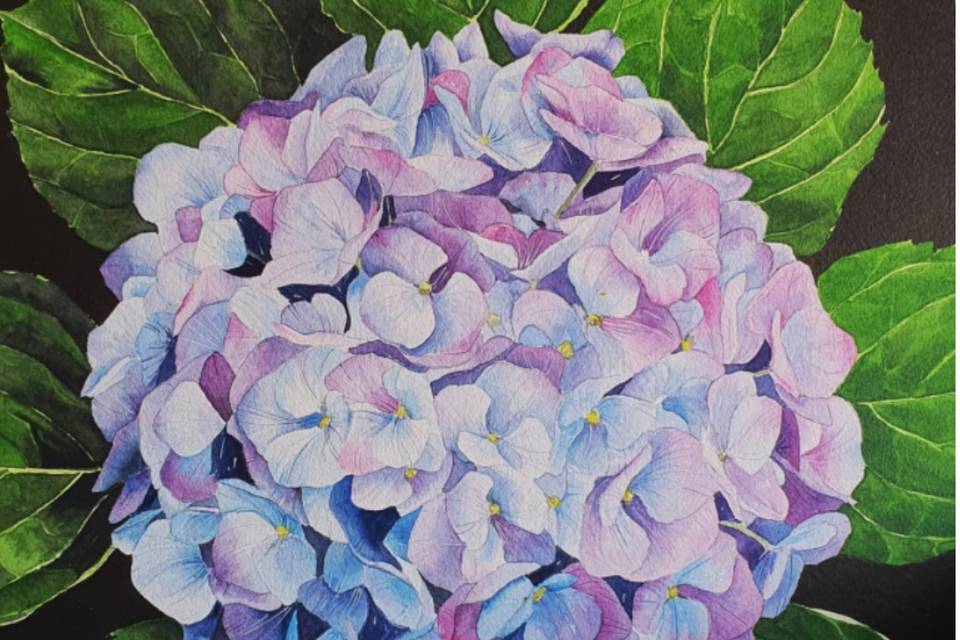 Hortensia en acuarela