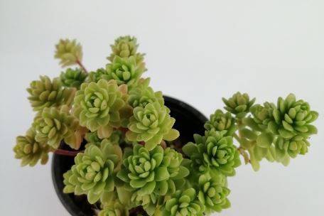 Sedum luteoviride