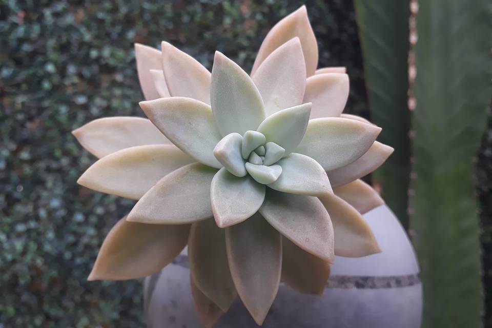 Graptopetalum