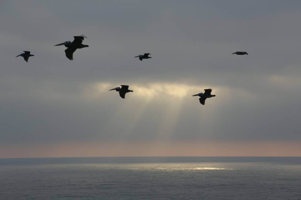 Pelícanos en el horizonte
