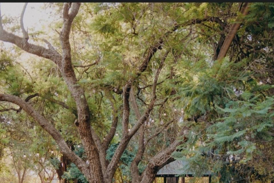 Parque