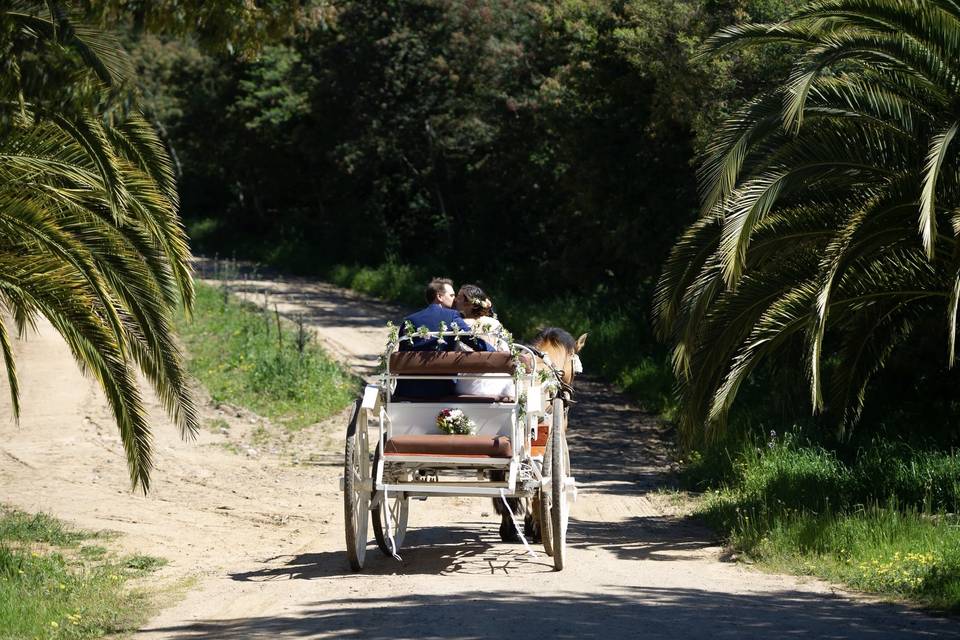 Carruaje para paseo de novios