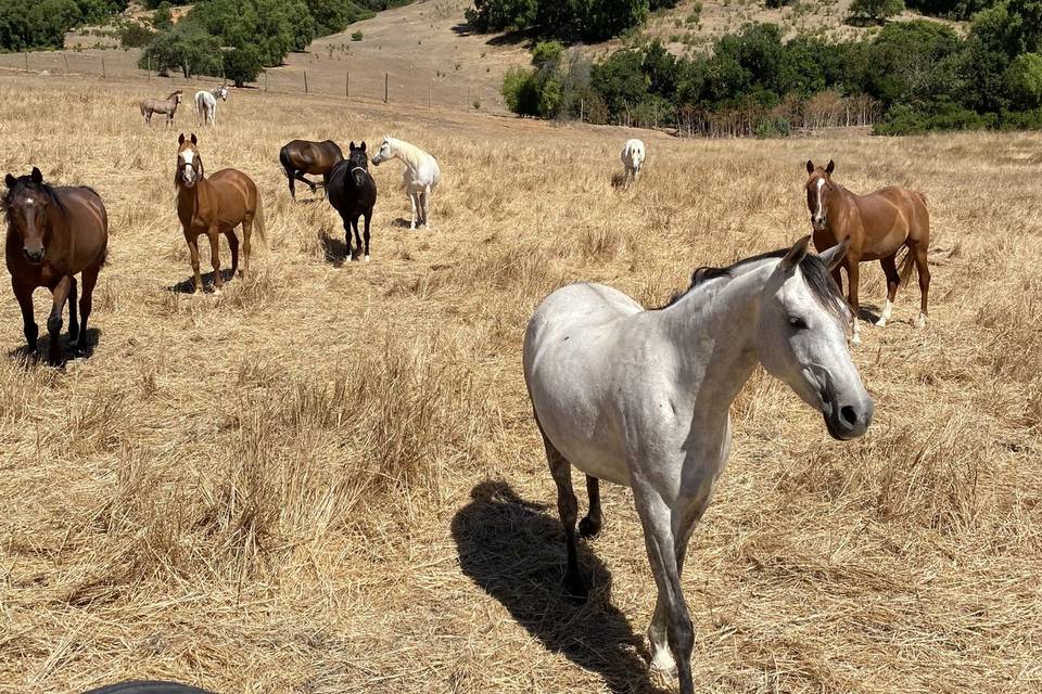 Caballos árabes