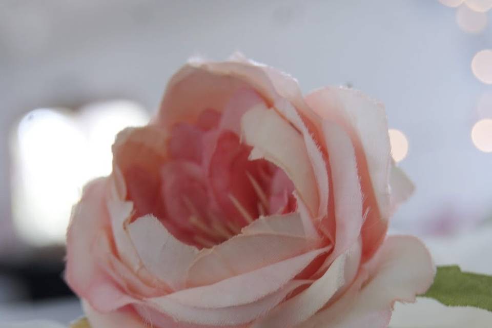 Rosa elegante