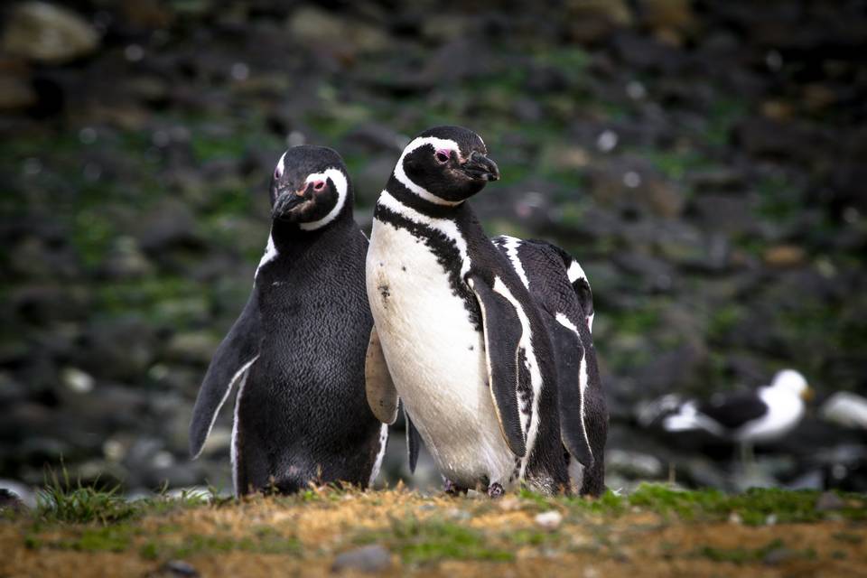 Pingüinos Isla Magdalena