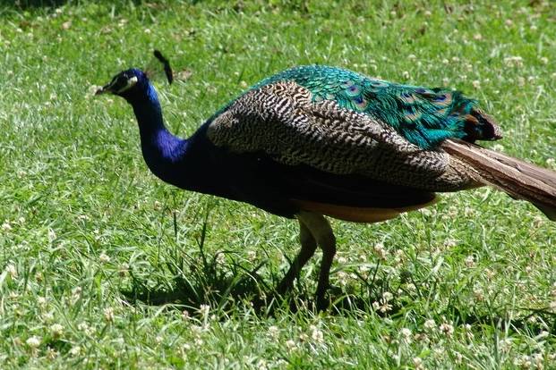 Pavo real