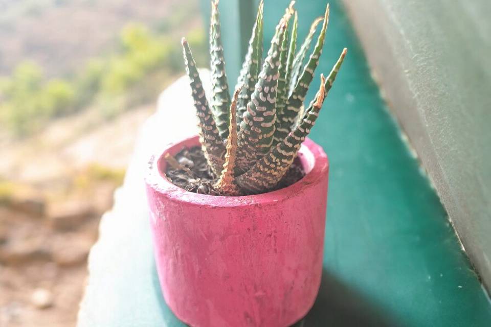 Cactus en maceta de color