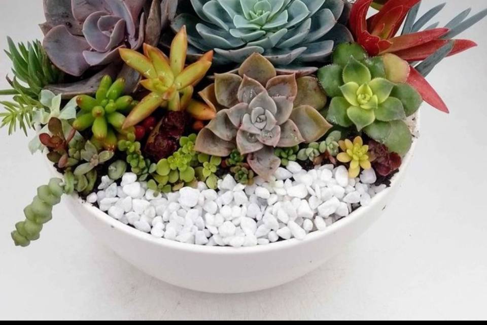 Mini jardin 1