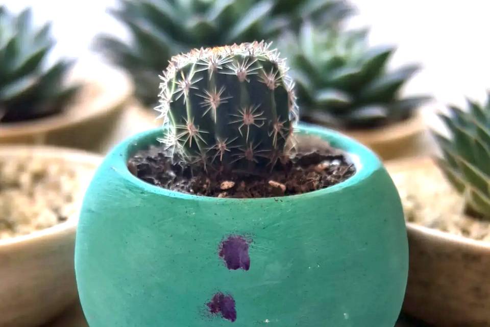 Cactus