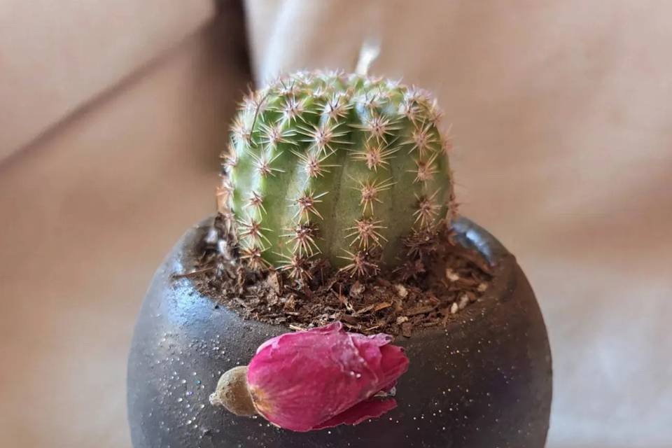 Cactus