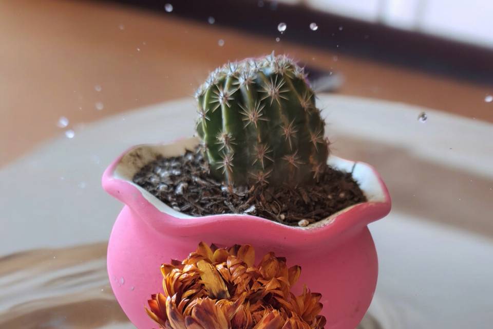 Cactus