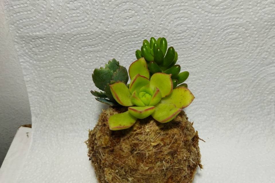 Mini Kokedama