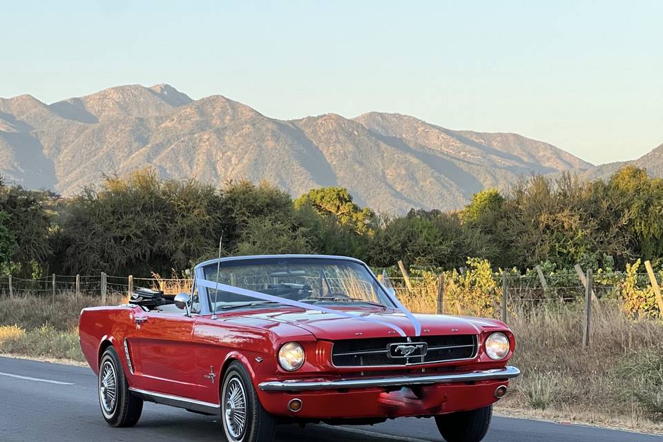 Mustang