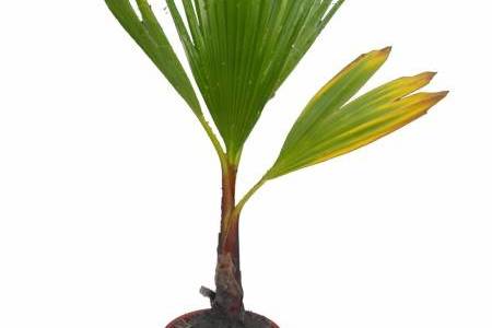 Palmera maceta bambú