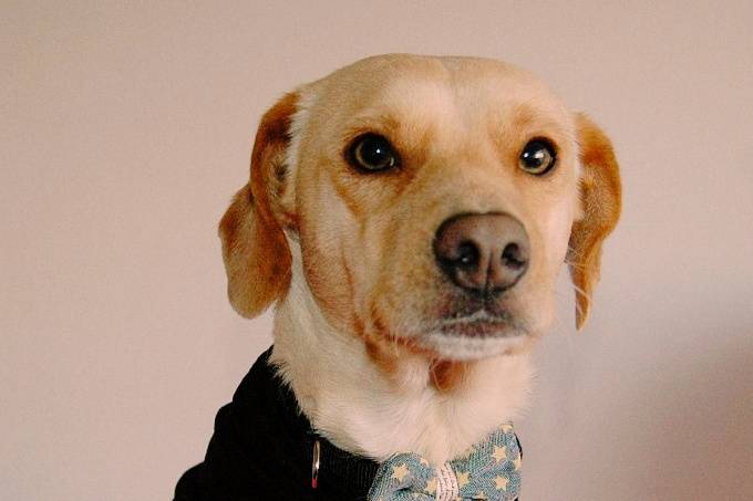 Doggossitter - Servicios caninos