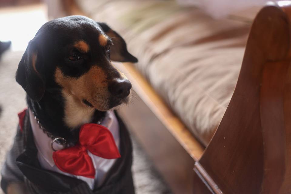 Perrito con traje y moño rojo